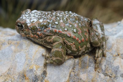 Bufotes viridis releasing toxins